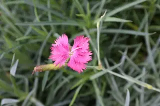 Dianthus Purple on Purple