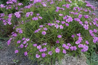 Dianthus shinanensis