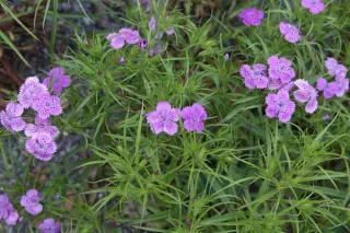 Dianthus shinanensis
