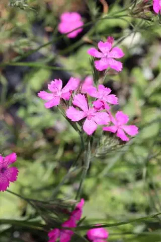 Dianthus sp. (Sibiu, Roemenië)
