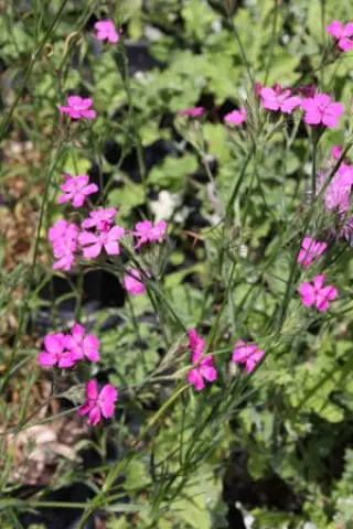 Dianthus sp. (Sibiu, Roemenië)