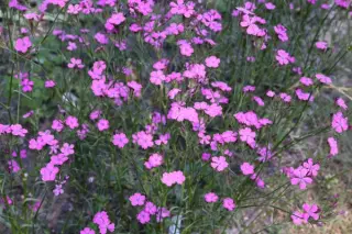 Dianthus sp. (Sibiu, Roemenië)