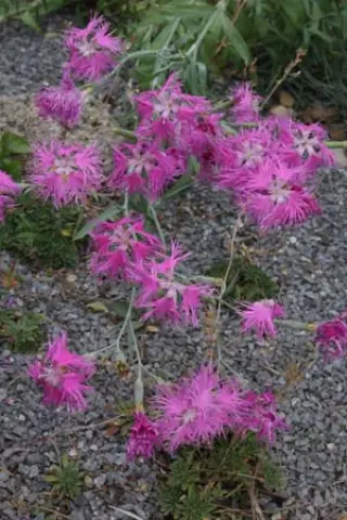 Dianthus superbus f. longicalycinus