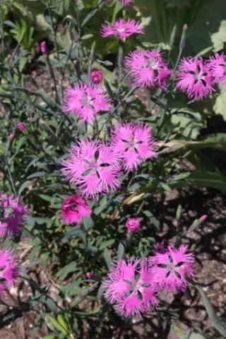 Dianthus superbus f. longicalycinus