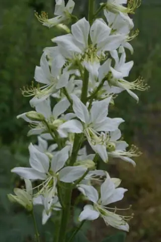 Dictamnus albus 'Albiflorus'