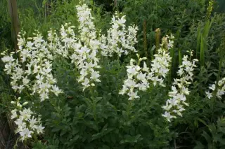 Dictamnus albus 'Albiflorus'