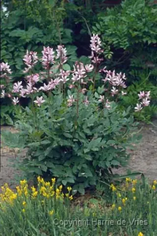 Dictamnus albus