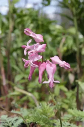 Dicentra 'Amore Pink'
