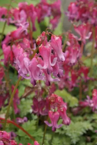 Dicentra 'Candy Hearts'