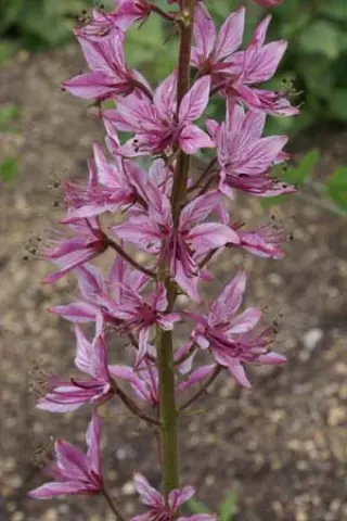 Dictamnus caucasicus