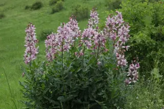 Dictamnus caucasicus