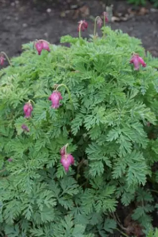 Dicentra formosa 'Angels Aura'