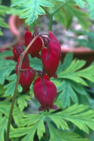 Dicentra formosa 'Bacchanal'