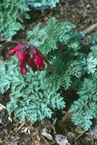 Dicentra formosa 'Bacchanal'