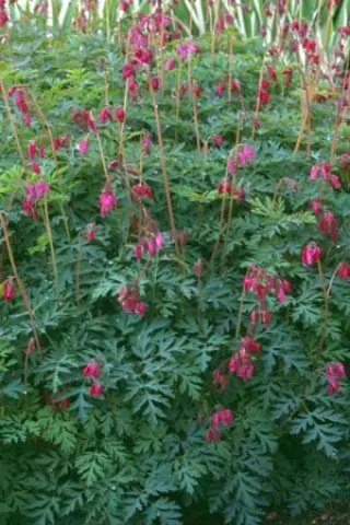 Dicentra formosa (donkere zaailing)