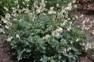 Dicentra formosa 'Langtrees' ('Pearl Drops')