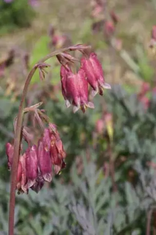 Dicentra formosa 'Stuart Boothman'