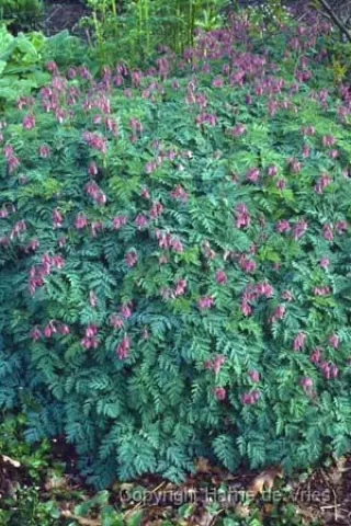Dicentra formosa 'Stuart Boothman'
