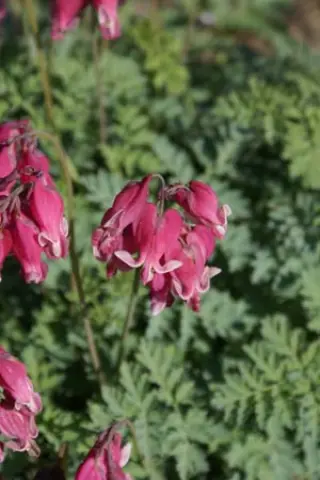 Dicentra 'King Of Hearts'