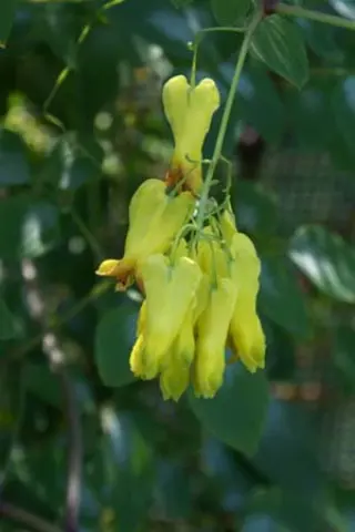 Dicentra macrocapnos