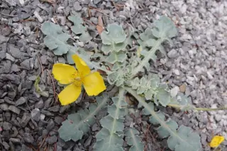 Dicranostigma platycarpa