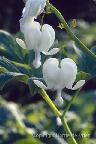 Dicentra spectabilis 'Alba'