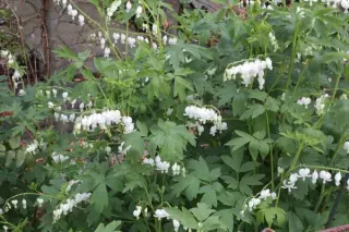 Dicentra spectabilis 'Alba'