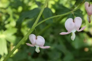 Dicentra spectabilis 'Cupid'