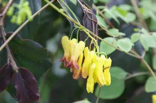 Dicentra ventii (Dactylicapnos v.)