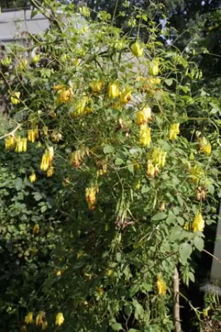 Dicentra ventii (Dactylicapnos v.)