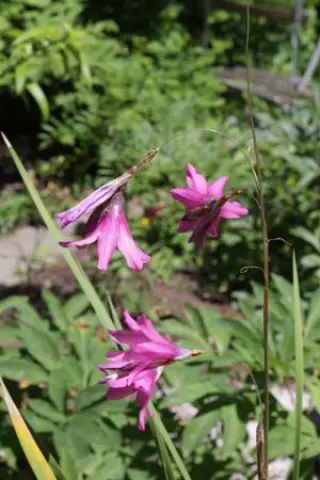 Dierama 'Barr's Hybrid'