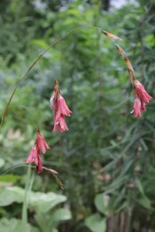Dierama igneum