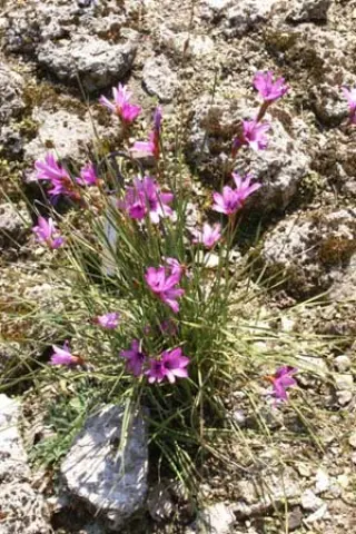 Dierama pauciflorum