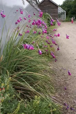 Dierama pulcherrimum 'Flaring Tips'