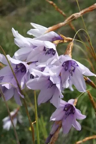 Dierama robustum