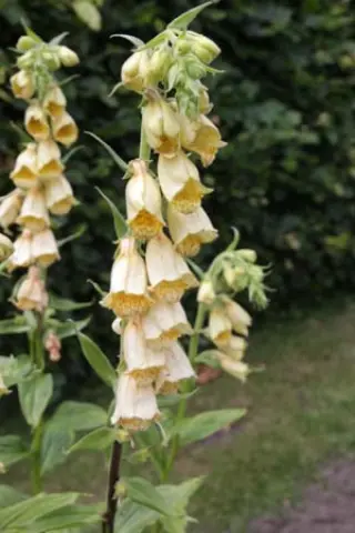 Digitalis davisiana