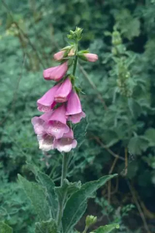 Digitalis dubia