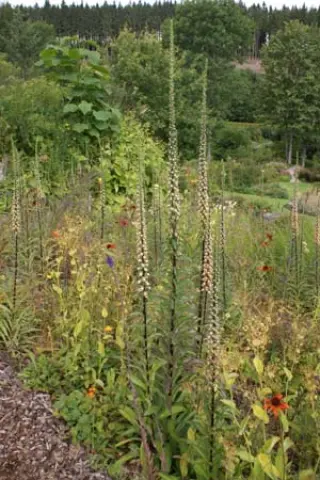 Digitalis ferruginea 'Gigantea'