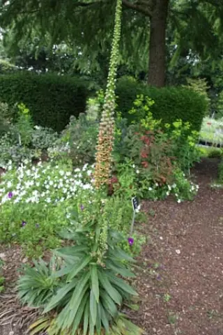 Digitalis ferruginea schischkinii