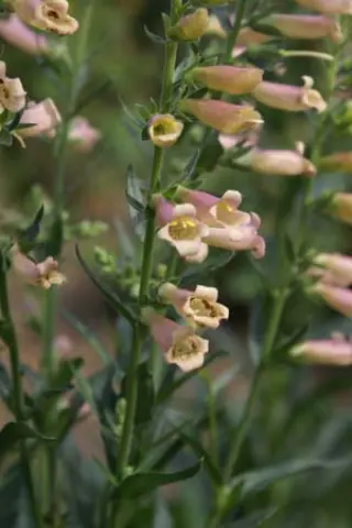 Digitalis 'Glory Of Roundway'