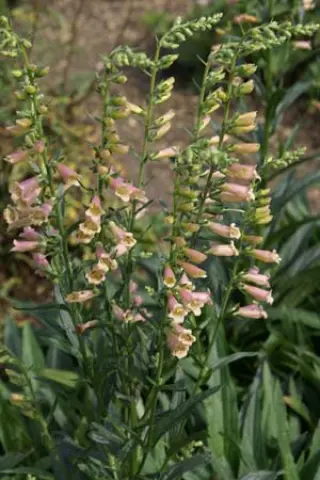 Digitalis 'Glory Of Roundway'