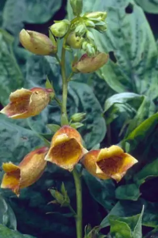 Digitalis grandiflora x obscura