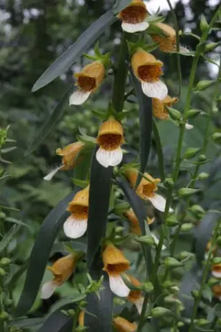 Digitalis laevigata