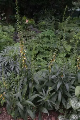 Digitalis laevigata