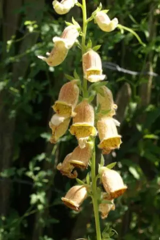 Digitalis lamarckii