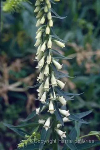 Digitalis lutea