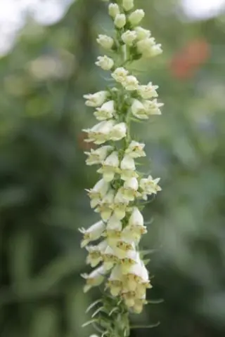 Digitalis micrantha (D. lutea australis)