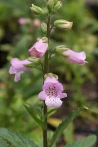 Digitalis minor ssp. palaui