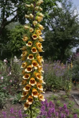 Digitalis nervosa (ex Azerbadjan)