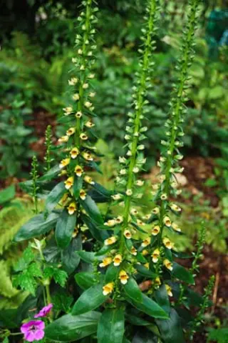 Digitalis nervosa (ex Azerbadjan)